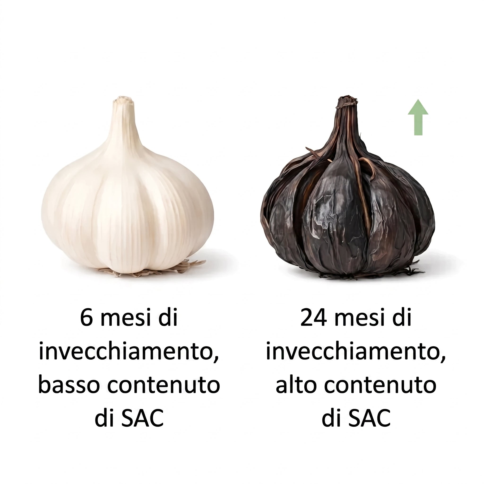 Aglio fresco a 6 mesi contro aglio nero invecchiato 24 mesi, alto contenuto di SAC Immagine